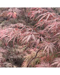 Inaba Shidare Japanese Maple