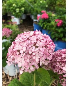 Incrediball Blush Hydrangea