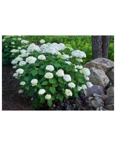 Incrediball Smooth Hydrangea