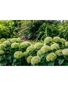 Invincibelle Limetta Hydrangea