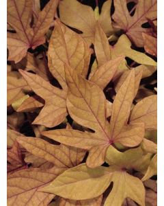 Ipomoea Bronze
