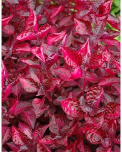 Iresine Blood Leaf