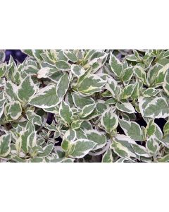Ivory Halo Dogwood
