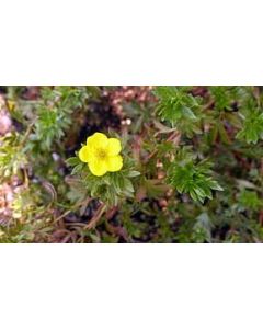 Jackman's Variety Potentilla