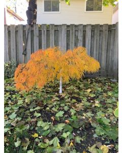Waterfall Japanese Maple