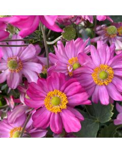 Anemone Curtain Call Pink' 1G