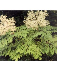 Japanese Angelica Single Stem