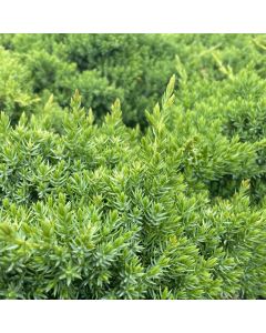 Japanese Garden Juniper