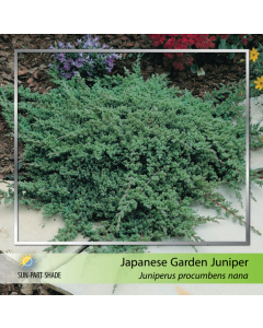 Japanese Garden Juniper