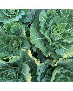 4" Kale/Cabbage