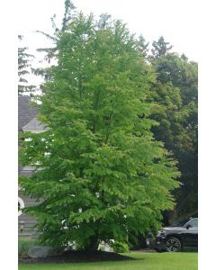 Katsura Tree