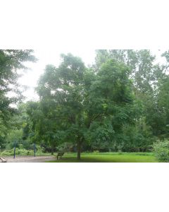 Kentucky Coffee Tree