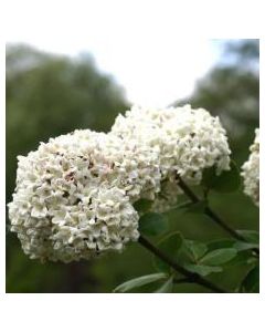 Korean Spice Viburnum Std