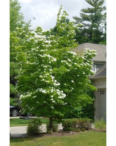 Japanese Flowering Dogwood