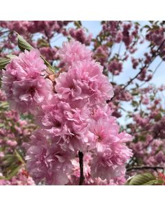 Kwanzan Flowering Cherry