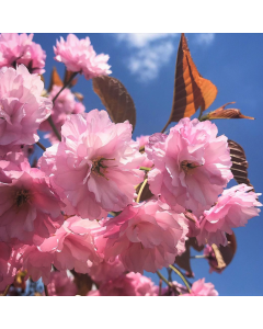 Kwanzan Flowering Cherry