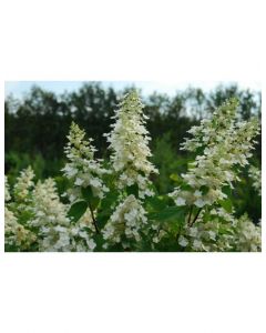 Kyushu Hydrangea