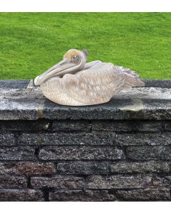 Large Pelican