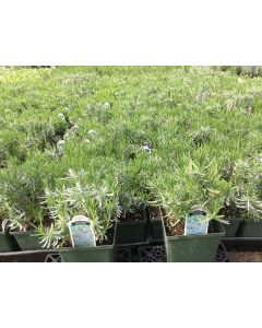 Bay Laurel