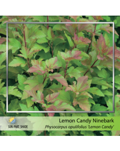 Lemon Candy Ninebark