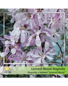 Leonard Messel Magnolia