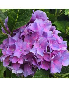 Lets Dance Rythmic Hydrangea