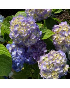 Lets Dance Blue Jangles Hydran