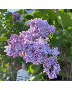 French Lilac President Grevy