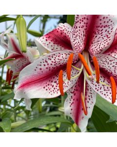 Oriental Lily 'Dizzy' 1G