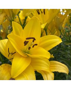 Asiatic Lily 'Pavia' 1G