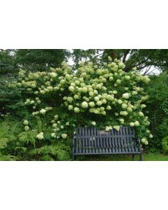 Limelight Hydrangea
