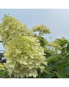 Limelight Hydrangea