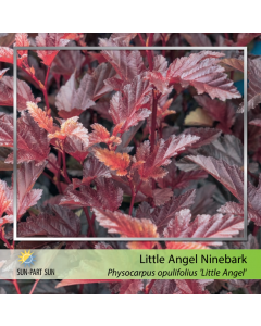 Little Angel Ninebark