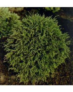 Little Giant Globe Cedar