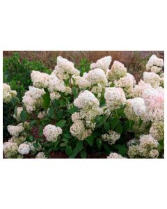 Little Lamb Hydrangea