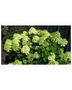 Little Lime Hydrangea