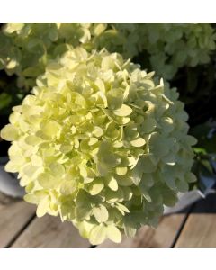 Little Lime Hydrangea