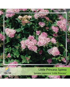 Little Princess Spirea