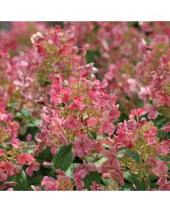 Quick Fire Hydrangea