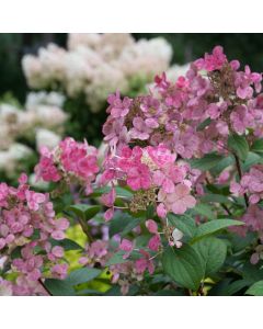 Little Quick Fire Hydrangea