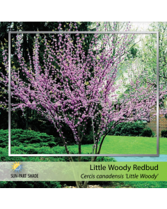 Little Woody Redbud