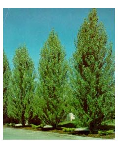 Lombardy Poplar