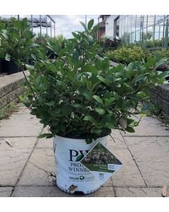 Low Scape Mound Chokeberry