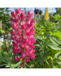 Lupine 'Gallery Red' 1G