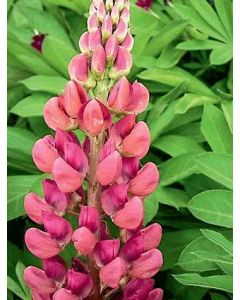 Lupine 'Gallery Pink' 1G