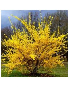 Lynwood Gold Forsythia