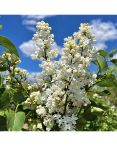 Madame Lemoine Lilac 