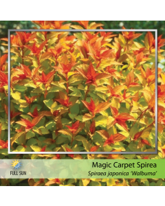 Magic Carpet Spirea