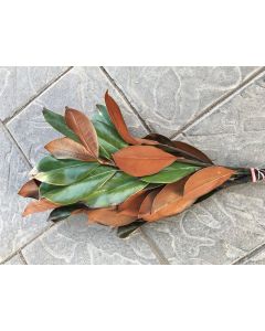 Magnolia Leaves