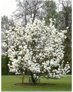 Magnolia Lennei